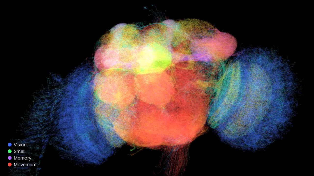 Rotating 3D rendering of thousands of real fly neurons, colored by job