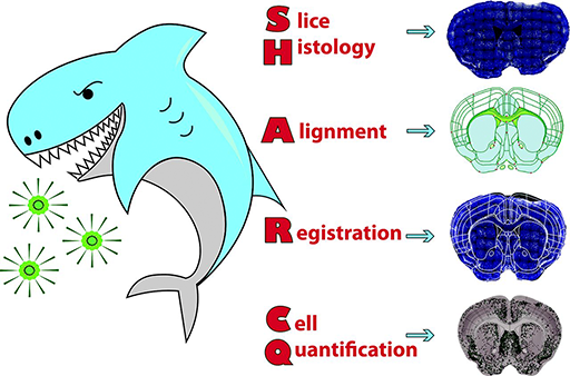 DeepSEA-SHARCQ brain registration pipeline overview